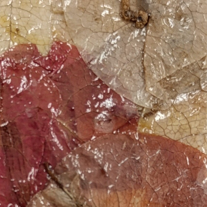 Preserved Flowers and Leaves